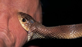 Lue lisää unen tulkinnasta käärmeen puremasta unessa ja unen tulkinnasta käärmeen puremasta kädessä unessa