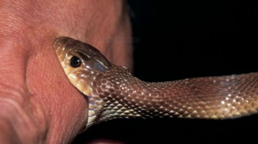 Сазнајте више о тумачењу сна о угризу змије у сну и тумачењу сна о угризу змије у руку у сну