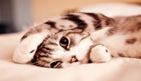 सपने में बिल्ली या बिल्ली का मतलब क्या होता है? इब्न सिरिन की व्याख्या क्या है?