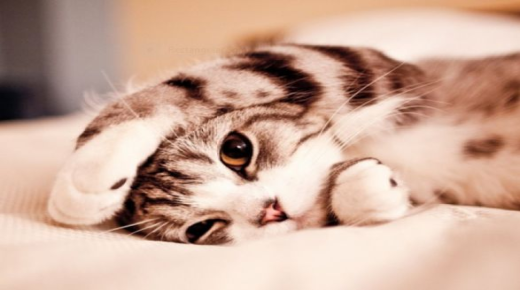 Шта мачка или мачка значи у сну? Какво је тумачење Ибн Сирина?