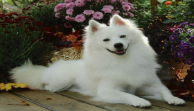 Den mest nøjagtige 50 fortolkning af en drøm om en hvid hund i en drøm