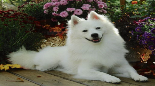 Најточно 50 толкување на сонот за бело куче во сон