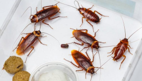 Wat beteken om kakkerlakke in 'n droom te sien vir 'n getroude vrou, volgens Ibn Sirin?