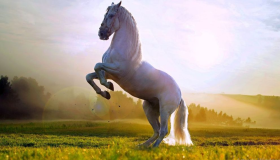Lær tolkningen av en drøm om en hest som jager meg av Al-Nabulsi og Ibn Sirin