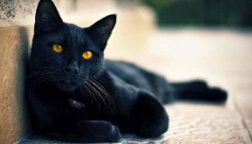 50 svarbiausių Ibn Sirino sapno interpretacijų apie juodą katę sapne