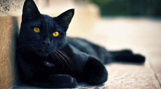 De belangrijkste 50 interpretatie van een droom over een zwarte kat in een droom door Ibn Sirin