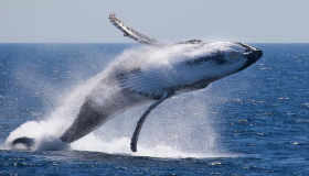 Lees meer over de interpretatie van de droom van de grote walvis in de zee door Ibn Sirin, de interpretatie van de droom van de grote blauwe vinvis in de zee en de interpretatie van de droom van de grote zwarte walvis in de zee