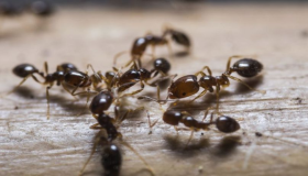 Какво је тумачење да у сну видите мраве на зиду?