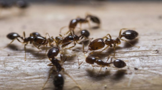 Mikä on tulkinta muurahaisten näkemisestä seinällä unessa?