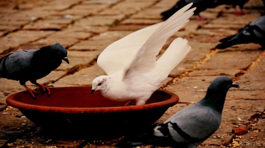 Најистакнатите толкувања на Ибн Сирин за гледање гулаби во сон за самохрани жени