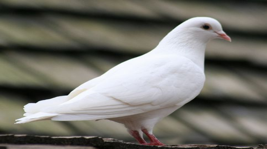 イブン・シリンの夢の中の白い鳩についての夢の解釈は何ですか?