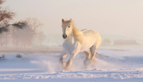 इब्न सिरिन और अन्य टिप्पणीकारों द्वारा सपने में घोड़ों को देखने की 20 सबसे महत्वपूर्ण व्याख्याएँ
