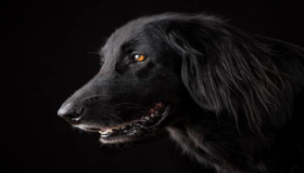 काले कुत्तों के सपने की व्याख्या करने के लिए इब्न सिरिन की व्याख्या