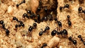 מה הפירוש של חלום הנמלים על גופו של אבן סירין?