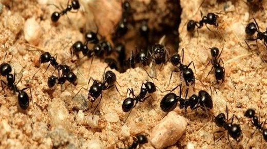 Koje je tumačenje sna o mravima na tijelu Ibn Sirina?