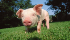 أبرز الدلالات الهامة لحلم الخنزير في المنام لابن سيرين