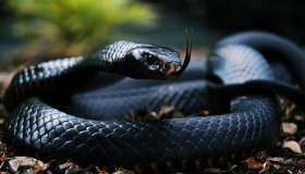 Den mest fremtredende 50 tolkningen av drømmen om den svarte slangen i en drøm av Ibn Sirin