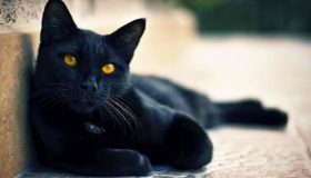 Сè што барате во толкувањето на сонот за црна мачка во сон