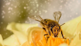 أهم 20 تفسير لحلم لدغة أو قرصة النحلة فى المنام لابن سيرين