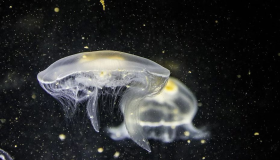 Wazini mayelana nencazelo yokubona i-jellyfish ephusheni ngu-Ibn Sirin?