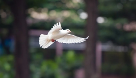 Allt du vill veta om tolkningen av en dröm om vita duvor som flyger