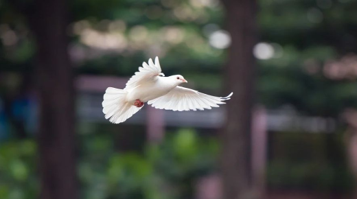 सफेद कबूतरों के उड़ने के सपने की व्याख्या के बारे में आप जो कुछ भी जानना चाहते हैं