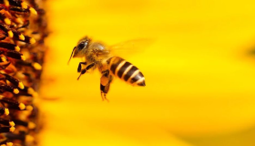 प्रमुख दुभाषियों के लिए एक सपने में मधुमक्खियों के सपने की व्याख्या में आप जो कुछ भी देख रहे हैं