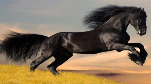 Tolkning av å se en svart hest i en drøm av Ibn Sirin