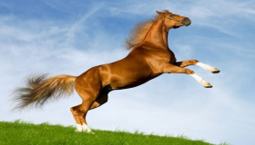 Daugiau nei 70 sapno interpretacijų apie rudą arklį sapne