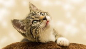 Što znate o tumačenju kada u snu vidite mačke istjerane iz kuće?