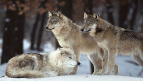 أهم 100 تفسير لرؤية الذئب يهاجم في المنام لابن سيرين