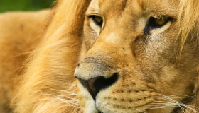 Што знаете за толкувањето на сонот за лав за слободни жени?
