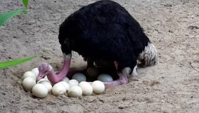 इब्न सिरिन द्वारा सपने में शुतुरमुर्ग के अंडे देखने का सबसे महत्वपूर्ण अर्थ
