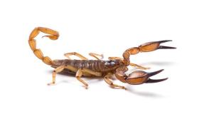 Saznajte više o tumačenju sna o ubijanju škorpiona prema Ibn Sirinu