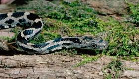 Detaljno naučite tumačenje sna bijele i crne zmije