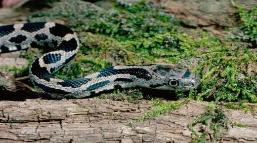 Leer de interpretatie van de witte en zwarte slangendroom in detail