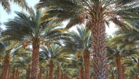 Interpretatie van het zien van palmbomen in een droom door Ibn Sirin