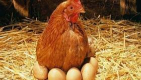 ابن سیرین کے انڈوں اور مرغیوں کے بارے میں خواب کی تعبیر، بڑے انڈوں کے بارے میں خواب کی تعبیر، اور سڑے ہوئے انڈوں کے بارے میں خواب کی تعبیر کے بارے میں جانیں۔