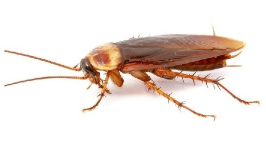 Cockroaches in somnio per Ibn Sirin et Al-Usaimi