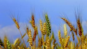 イブン・シリンによる夢の中の収量または小麦についての夢の解釈について、あなたは何を知っていますか?