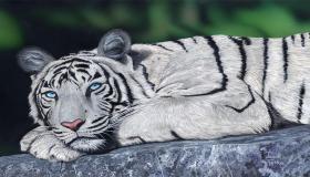 Kaikki mitä sinun tarvitsee tietää tiikerin näkemisestä unessa naimattomille naisille