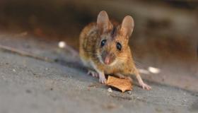 Learn about the interpretation of a dream about a jerboa according to Ibn Sirin