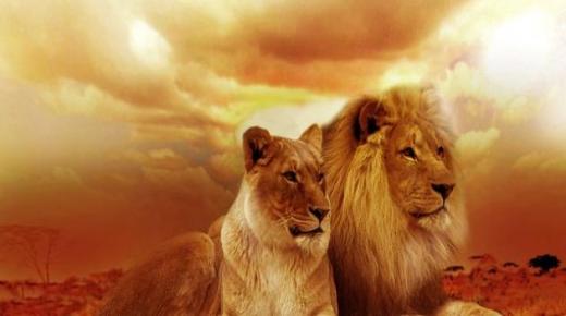 Vad du inte vet om tolkningen av att se ett lejon i en dröm och dess tolkning av Ibn Sirin
