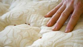 20 Penafsiran terpenting tentang mimpi serangga di tempat tidur oleh Ibnu Sirin dan ulama senior