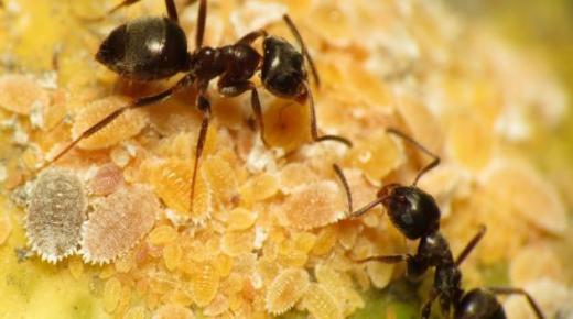 Konotacionet më të rëndësishme të shikimit të milingonave në ëndërr nga Ibn Sirin