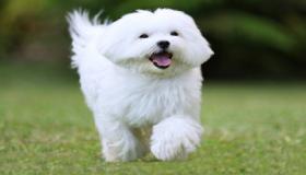 इब्न सिरिन के अनुसार एक सफेद कुत्ते के बारे में सपने की व्याख्या के बारे में और जानें