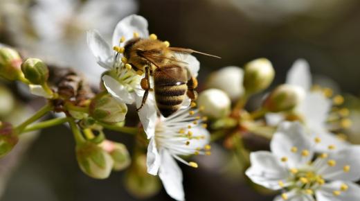 أهم 30 تفسير لقراءة سورة النحل في المنام لابن سيرين