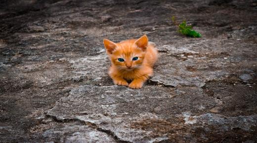 ابن سیرین کا خواب میں چھوٹی بلی کو دیکھنے کی کیا تعبیر ہے؟
