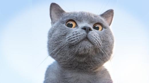 इब्न सिरिन द्वारा एक सपने में एक बिल्ली की व्याख्या क्या है?