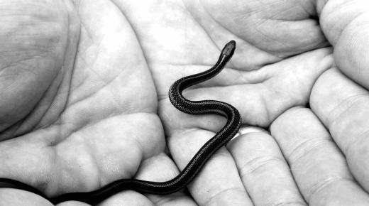 Hva vet du om tolkningen av drømmen om en svart slange som jager meg?